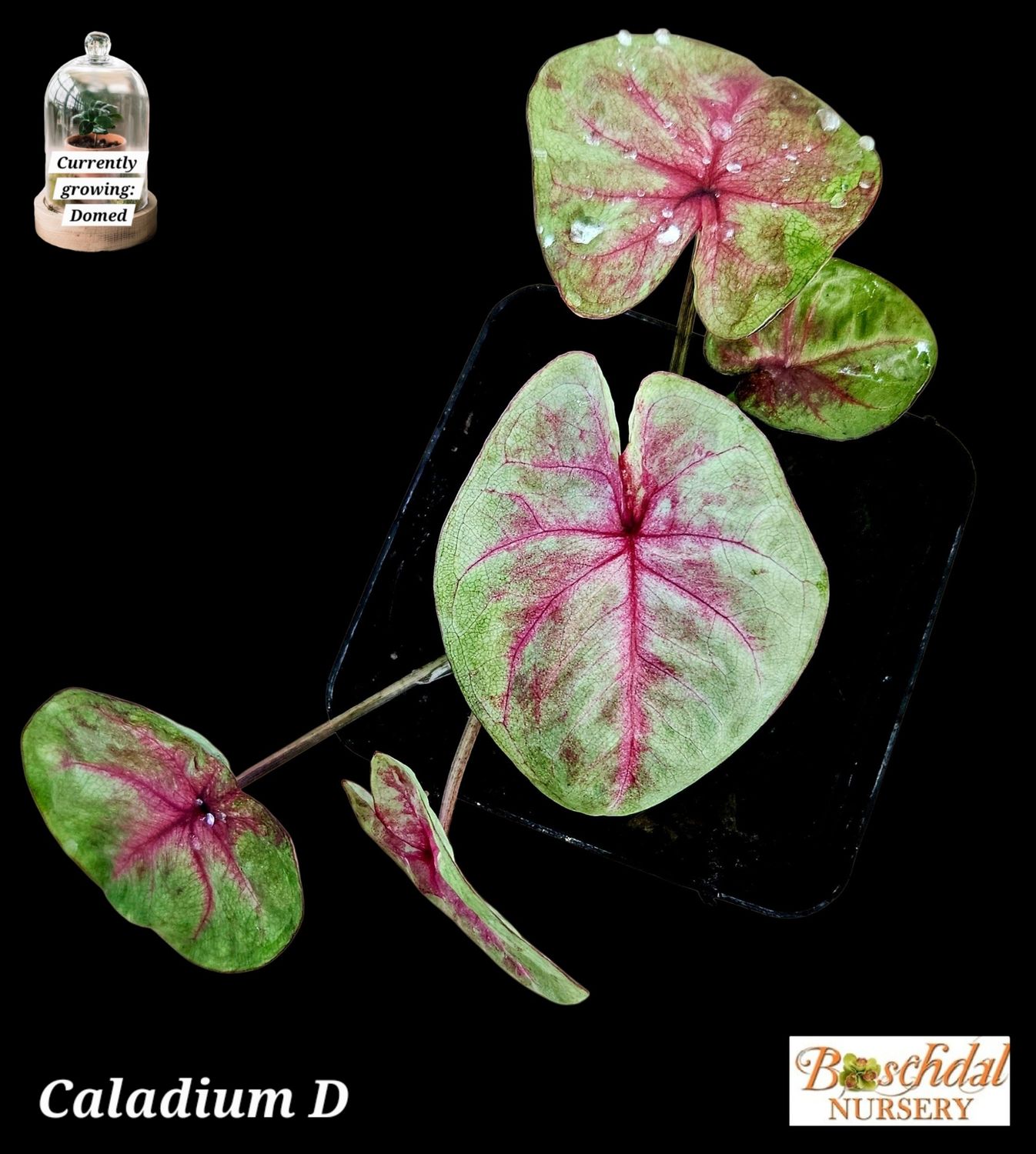 Caladium D