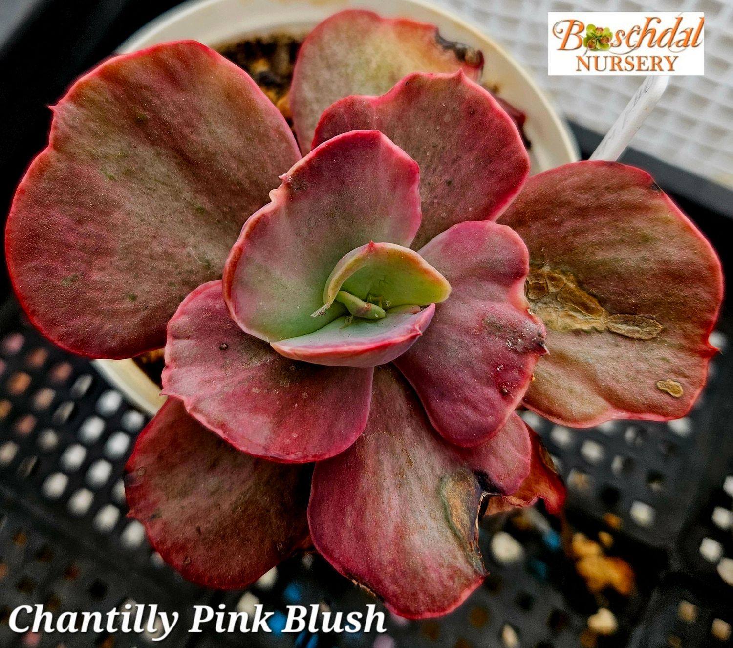 Echeveria Chantilly Pink Blush