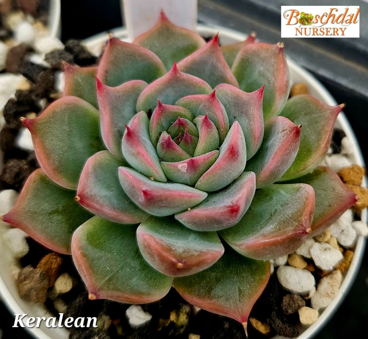 Eceheveria Keralean