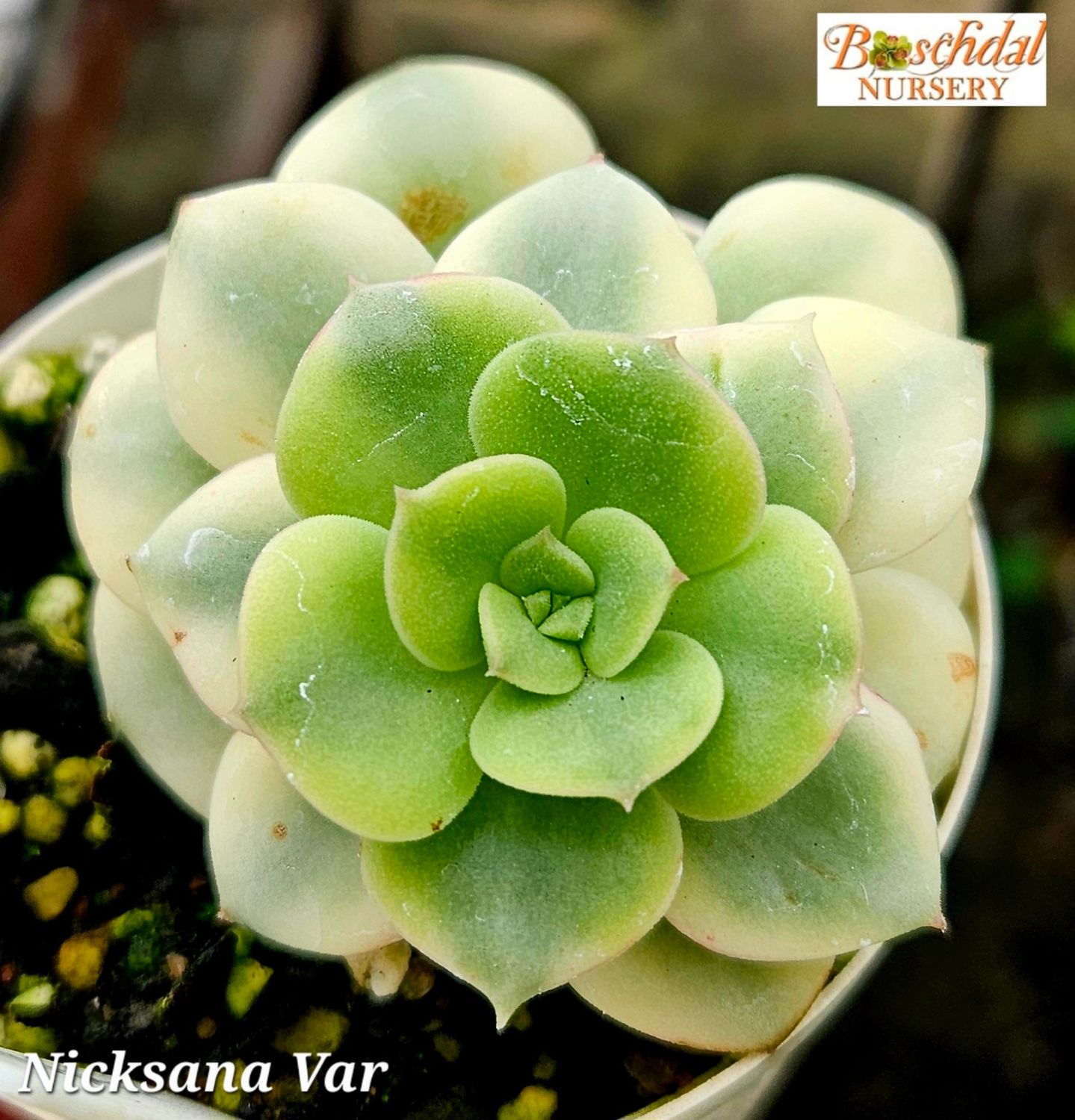 Eceheveria Nicksana Variegated