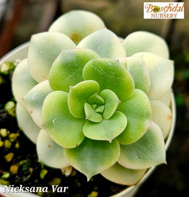 Eceheveria Nicksana Variegated Eceheveria Nicksana Variegated