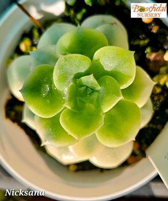 Eceheveria Nicksana Variegated