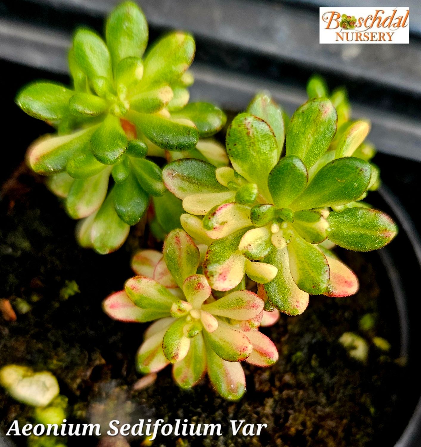 Aeonium Sedifolium Variegated