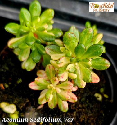 Aeonium Sedifolium Variegated