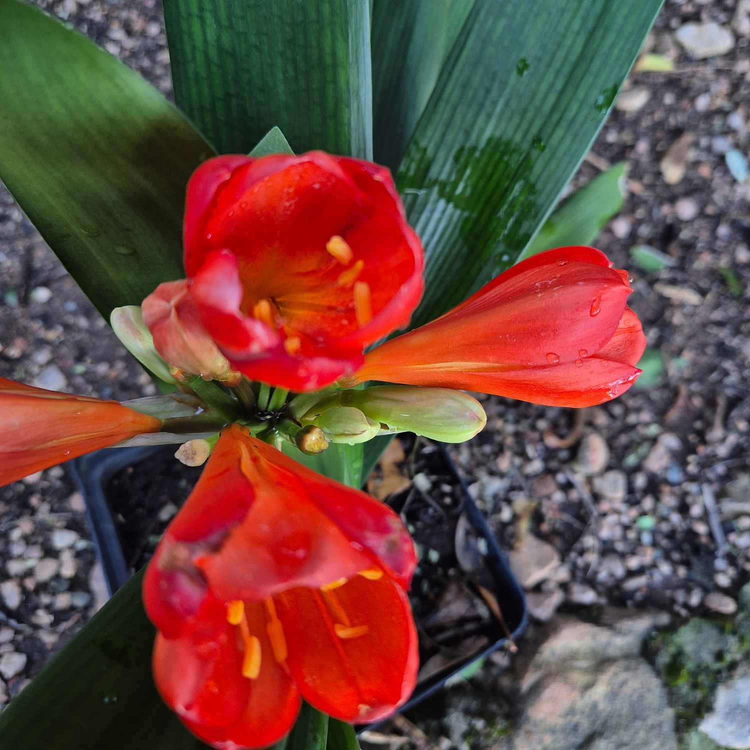 Clivia Chinese x red miniata Clivia Chinese x red miniata