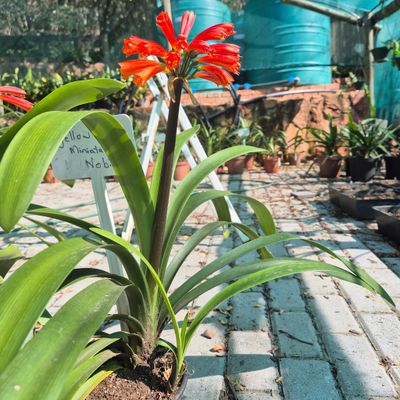 Clivia Yellow miniata x nobilis
