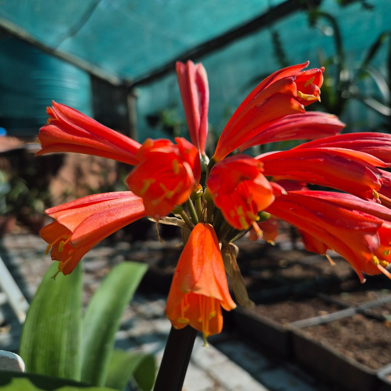 Clivia Yellow miniata x nobilis Clivia Yellow miniata x nobilis
