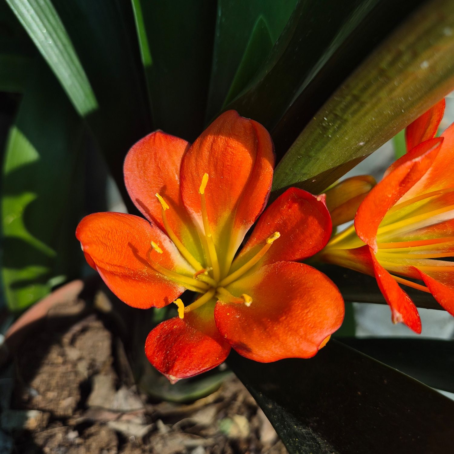 C.D.M.Mixed orange C.D.M.Mixed orange