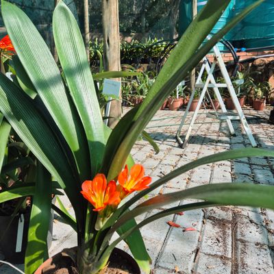 C.D.M.Mixed orange