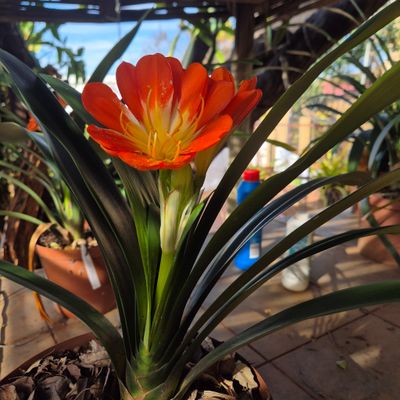 Clivia Huge orange multipetal Clivia Huge orange multipetal