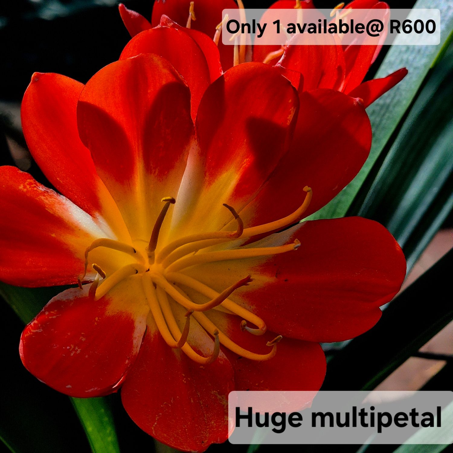 Clivia Huge orange multipetal Clivia Huge orange multipetal