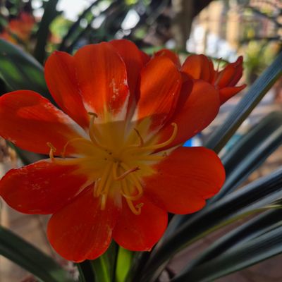 Clivia Huge orange multipetal