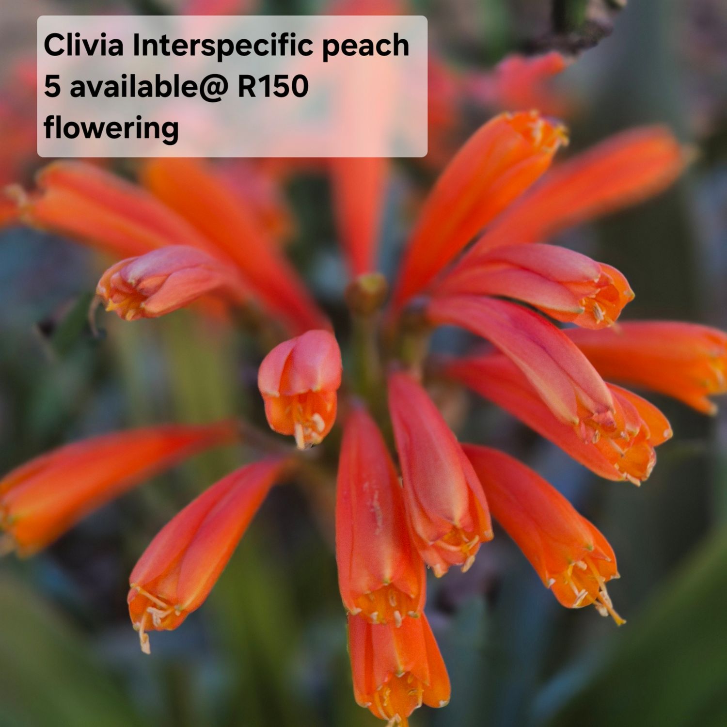 Clivia Interspecific peach Clivia Interspecific peach