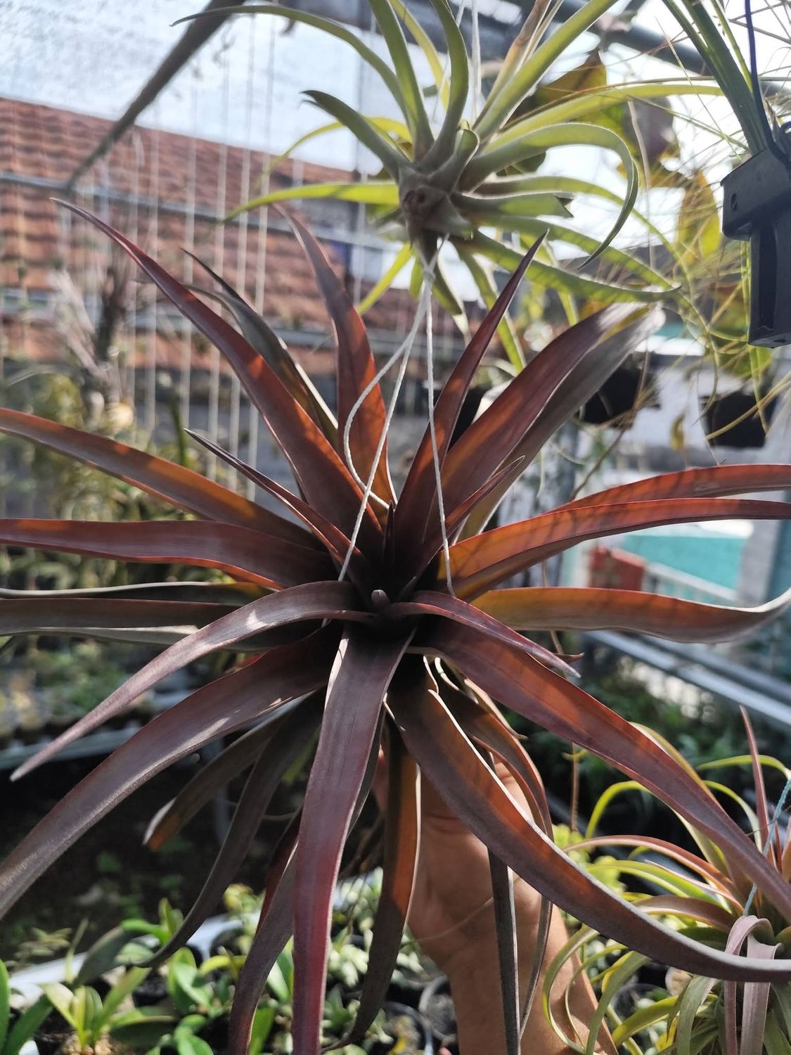 Tillandsia novaki Tillandsia novaki