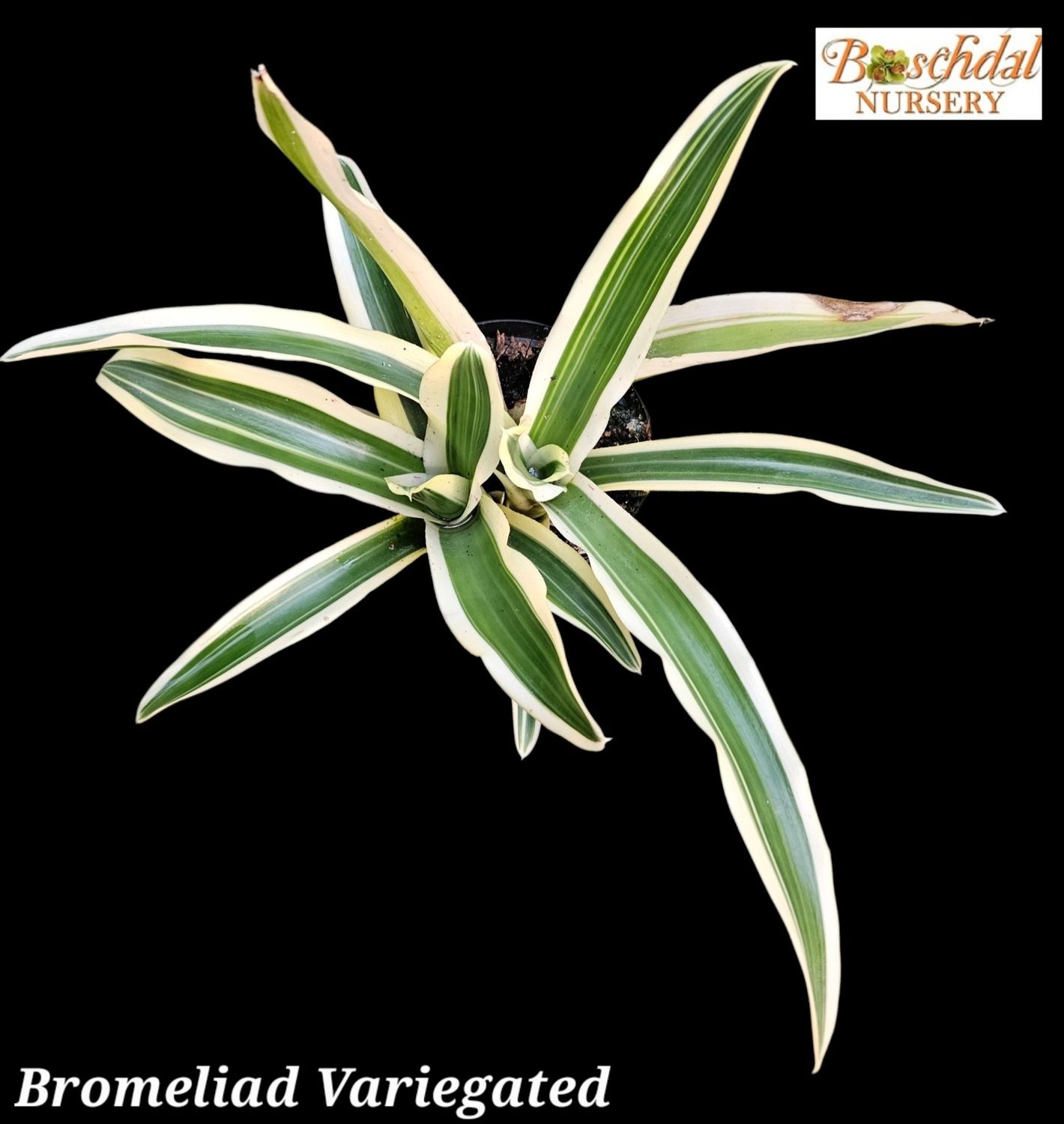 Bromeliad Variegated T
