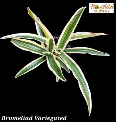 Bromeliad Variegated T