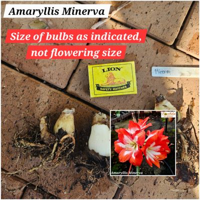 Amaryllis small bulb Minerva