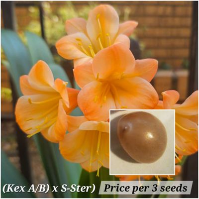 SEED (Kev A/B x S-ster) x self 1 pack = 3 seeds