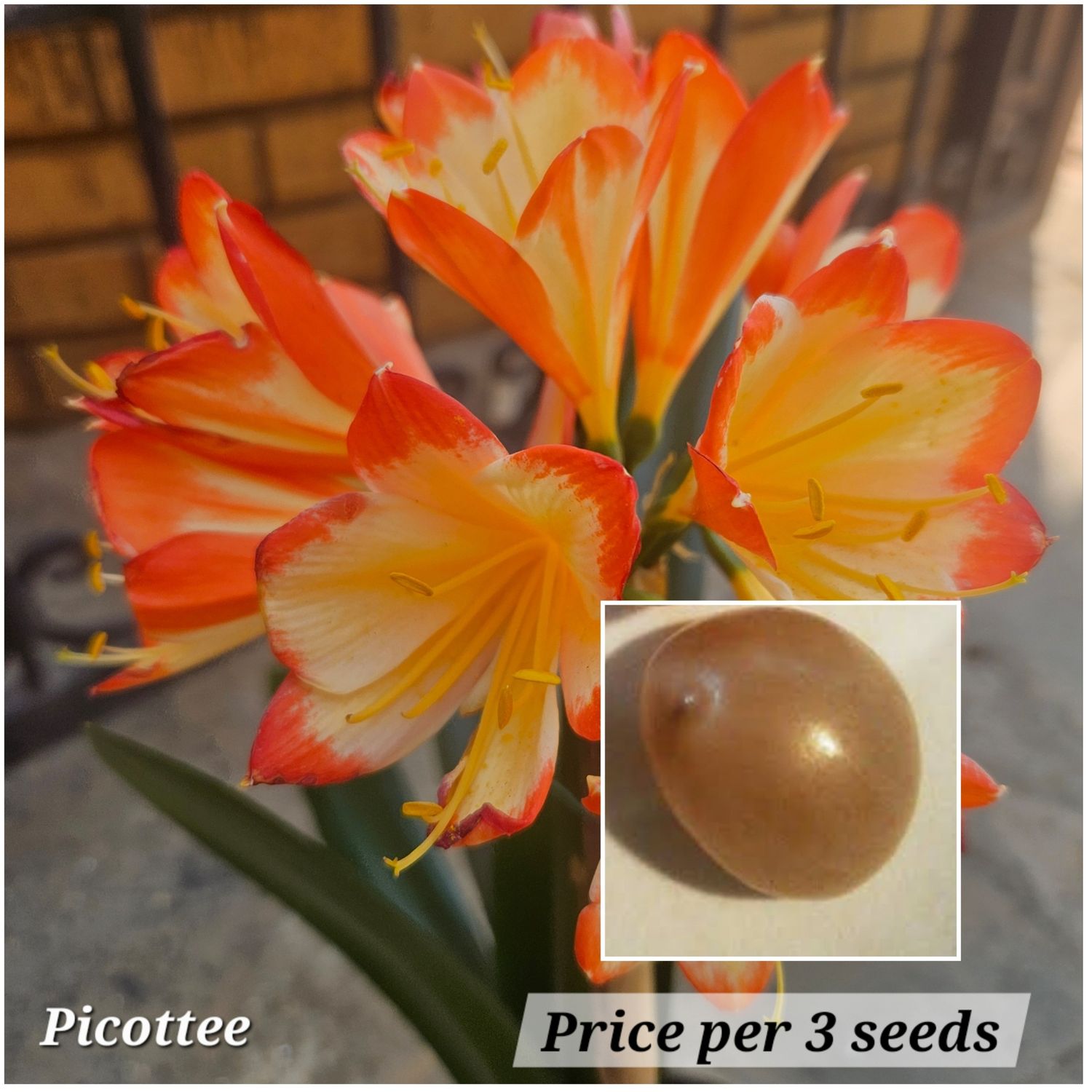 SEEDS (Picottee) x self 1 pack = 3 seeds