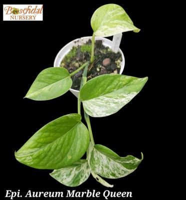 Scindapsus Aureum Marble Queen Scindapsus Aureum Marble Queen