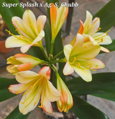 1 SEED (Super Splash x Ag S. CHUBB) X self