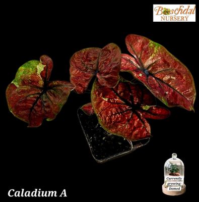 Caladium A Caladium A