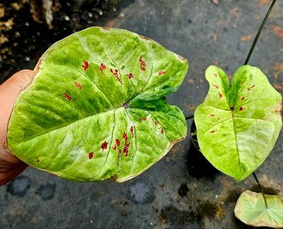 Caladium A Caladium A