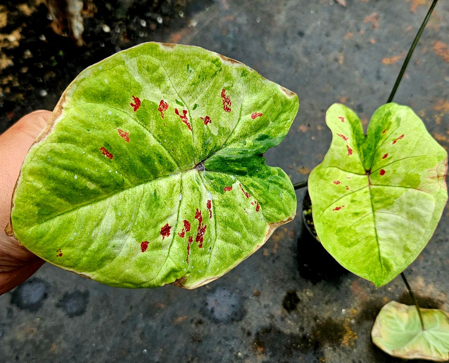 Caladium A Caladium A