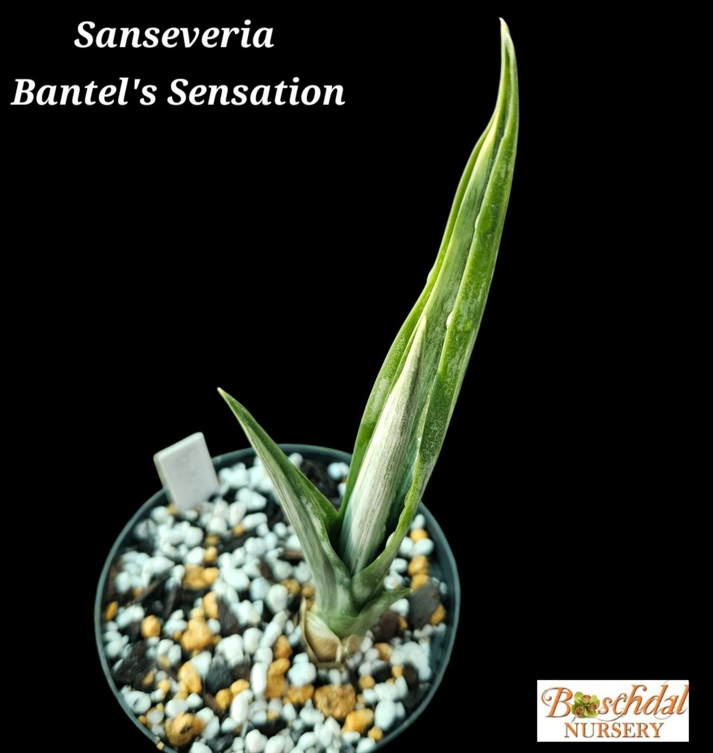 Sanseveria Bantel's Sensation T