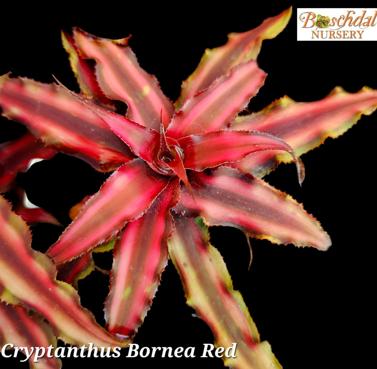 Cryptanthus Bornea Red T