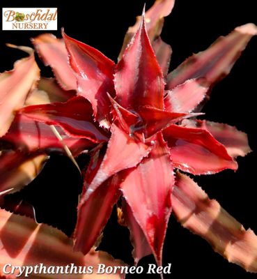 Cryptanthus Bornea Red T