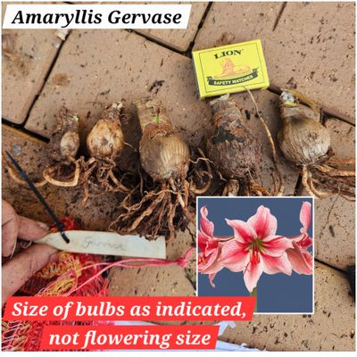 Amaryllis small bulb Gervase