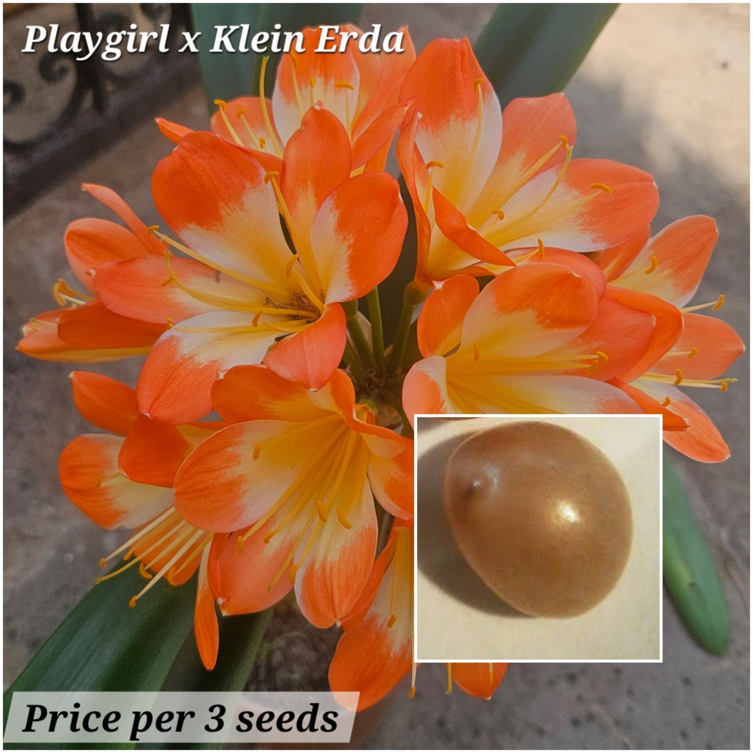 SEED (Play girl x Klein Erda) x self 1 pack = 3 seeds
