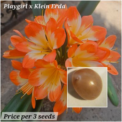 SEED (Play girl x Klein Erda) x self 1 pack = 3 seeds