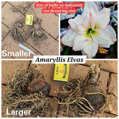 Amaryllis Bigger bulb Elvas