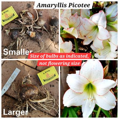 Amaryllis small bulb Picotee