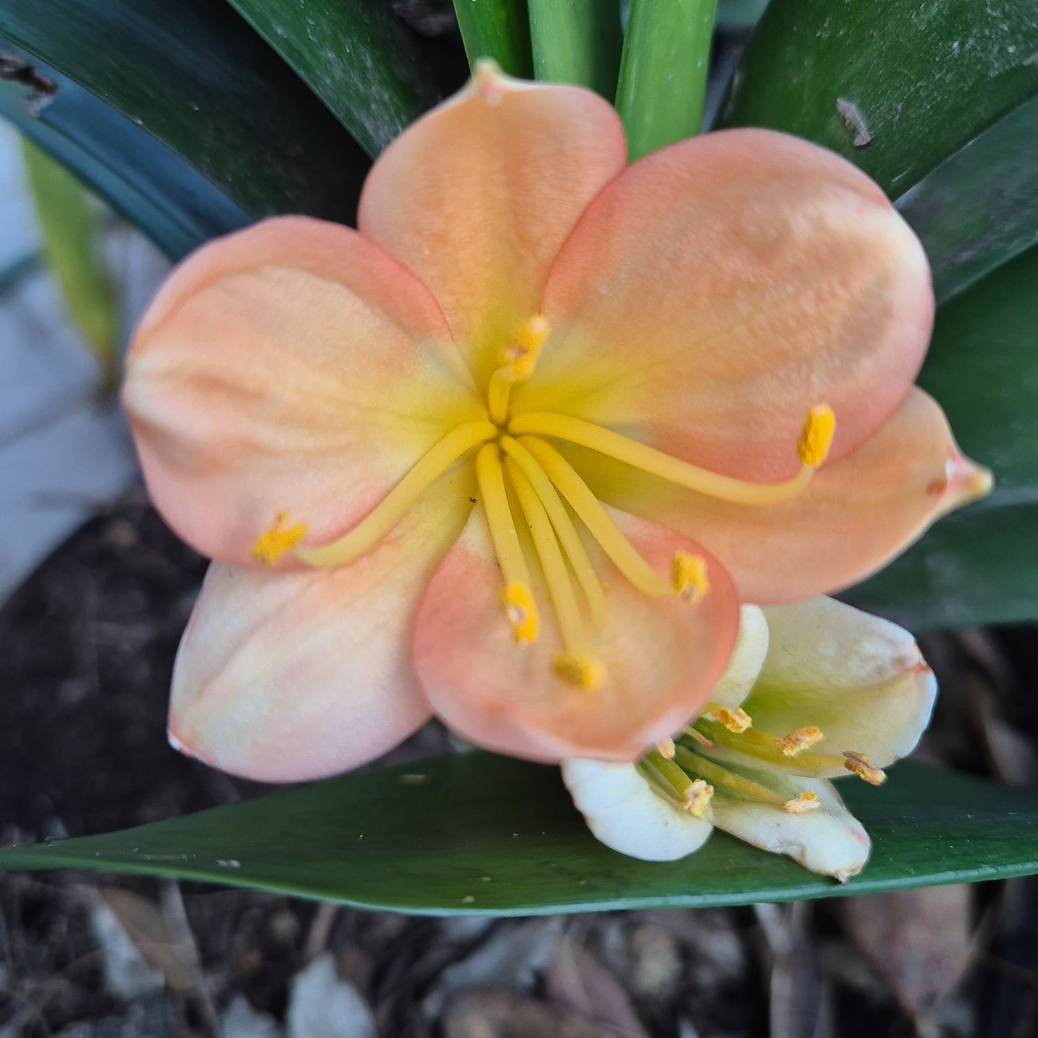 CLIVIA Devils peach from L Bester CLIVIA Devils peach from L Bester