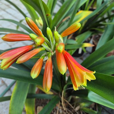 Clivia Interspecific.  C.D.M from L Bester