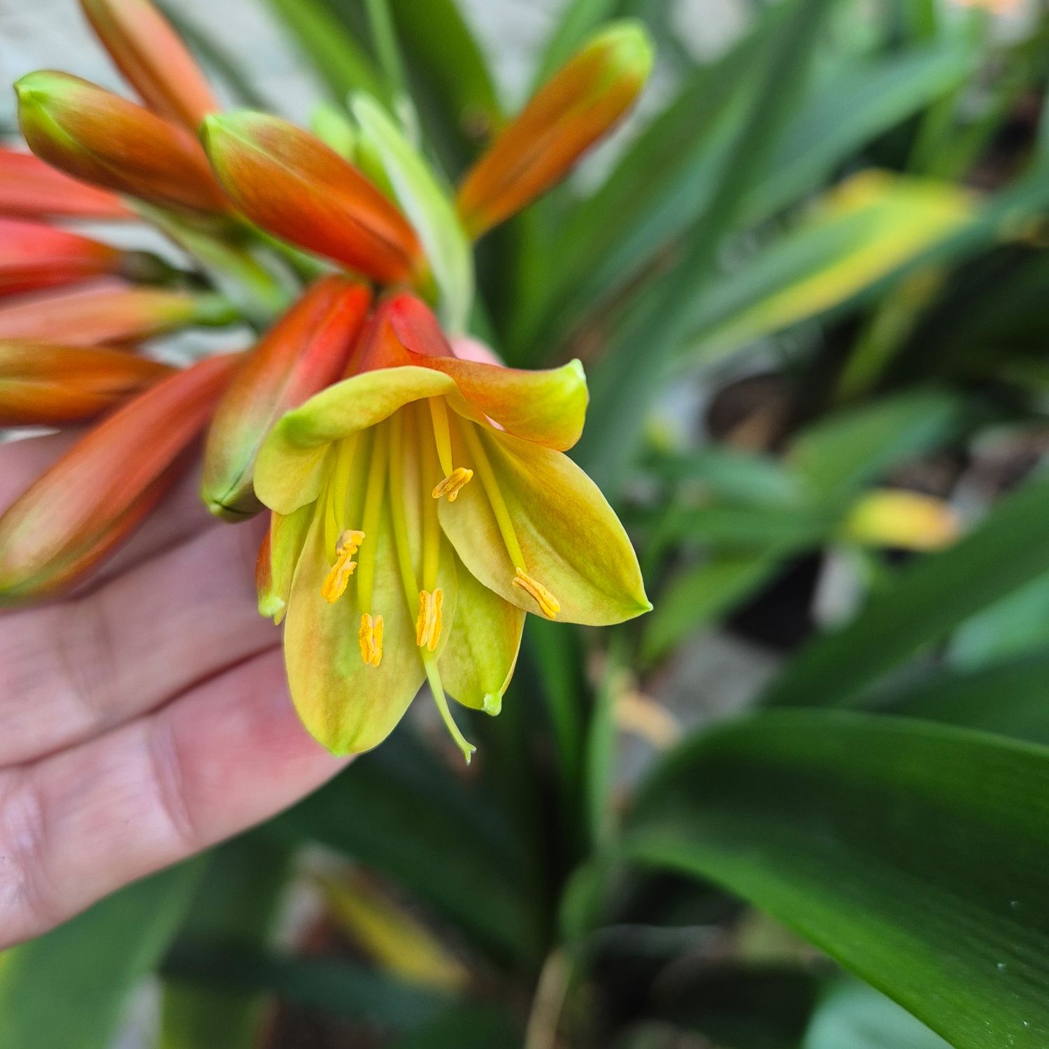 Clivia Interspecific. C.D.M from L Bester Clivia Interspecific. C.D.M from L Bester