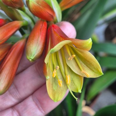 Interspecific dark red, green and gold