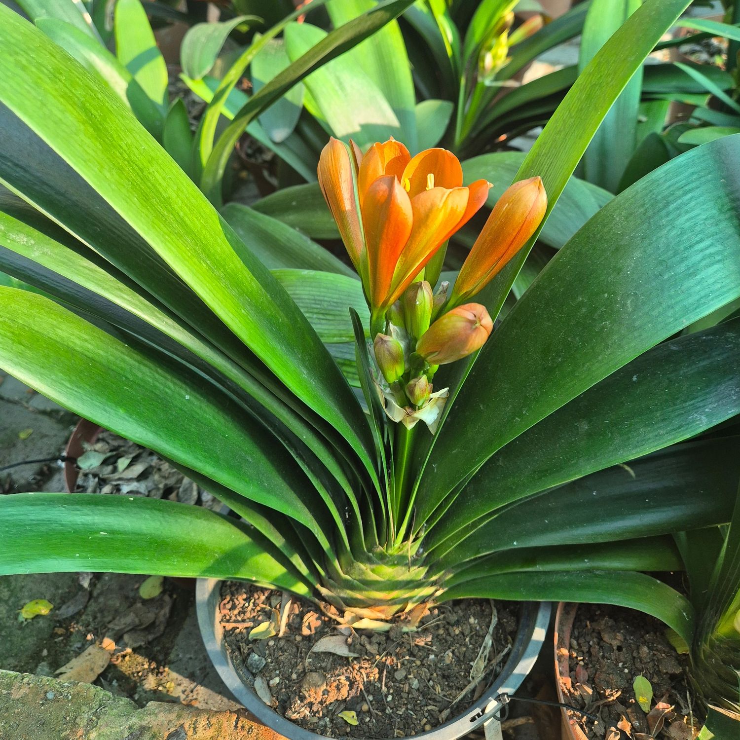Clivia Copper tone