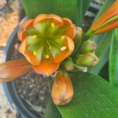 Clivia Copper tone green center