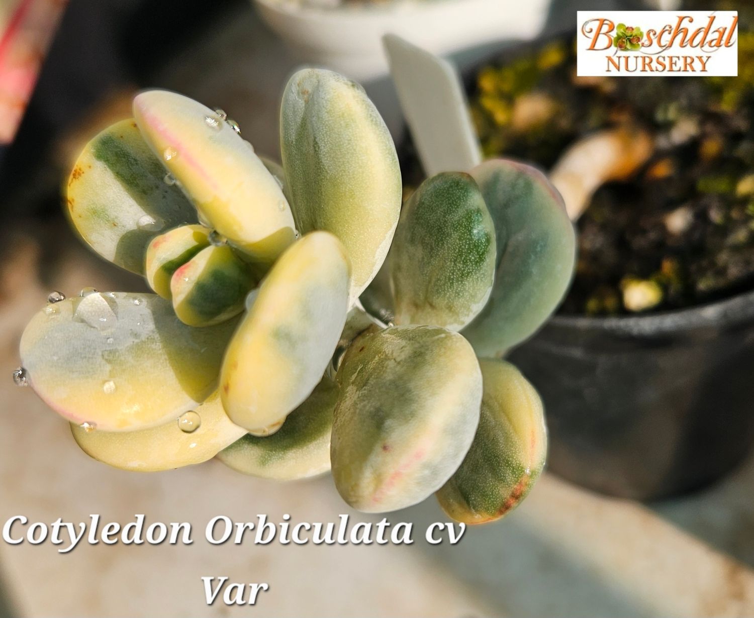 Cotyledon Orbiculata Cotyledon Orbiculata