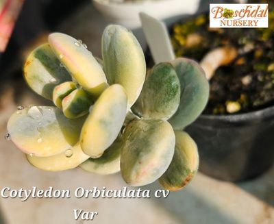 Cotyledon Orbiculata