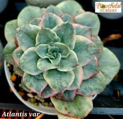 Echeveria Atlantis Variegated Echeveria Atlantis Variegated
