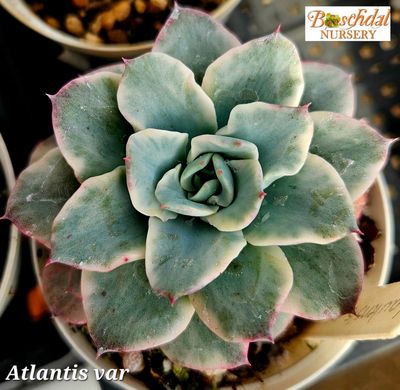 Echeveria Atlantis Variegated
