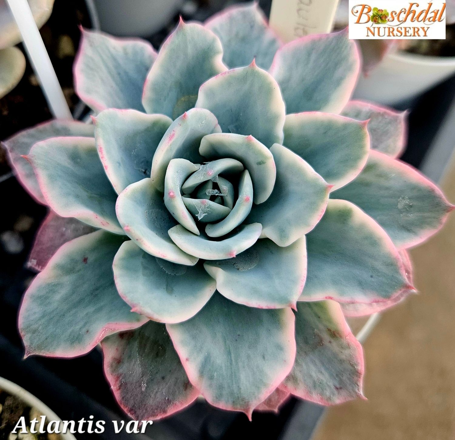 Echeveria Atlantis Variegated Echeveria Atlantis Variegated