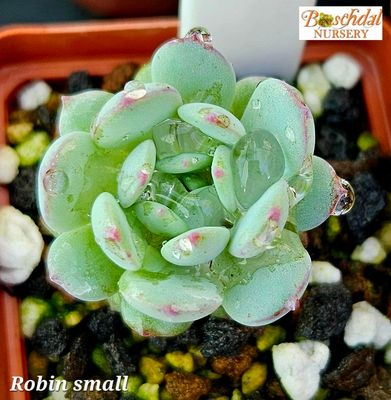 Echeveria Robin Echeveria Robin