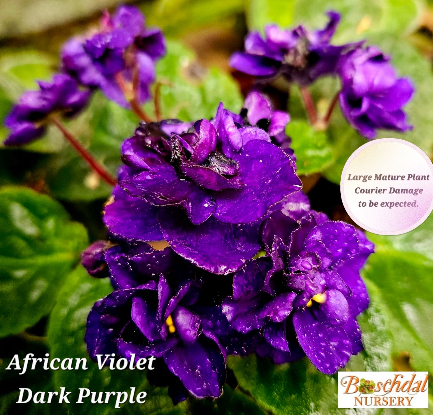 African Violet NOID Dark Purple STARTER PLANT African Violet NOID Dark Purple STARTER PLANT