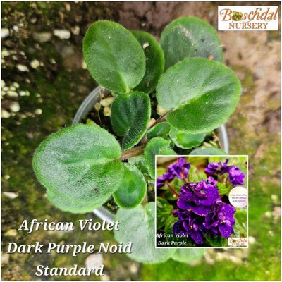 African Violet NOID Dark Purple STARTER PLANT